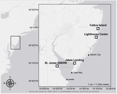 Growth conditions of tree species relative to climate change and sea level rise in low-lying Mid Atlantic coastal forests